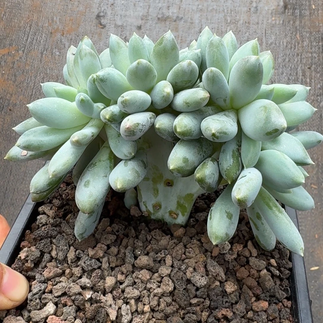 哥特缀化开播福利