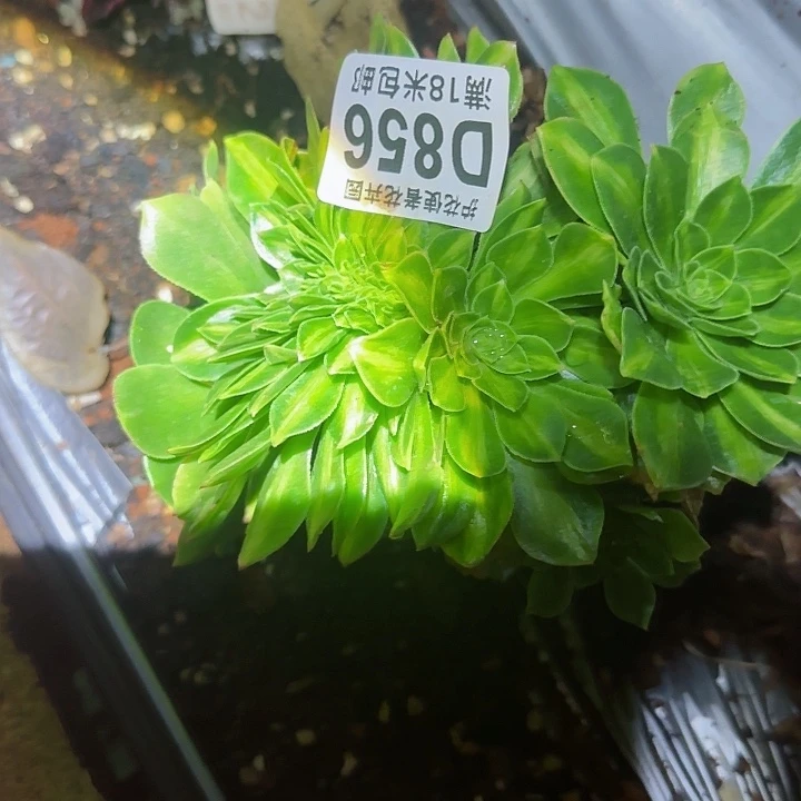 多肉 琉璃多肉法师植物