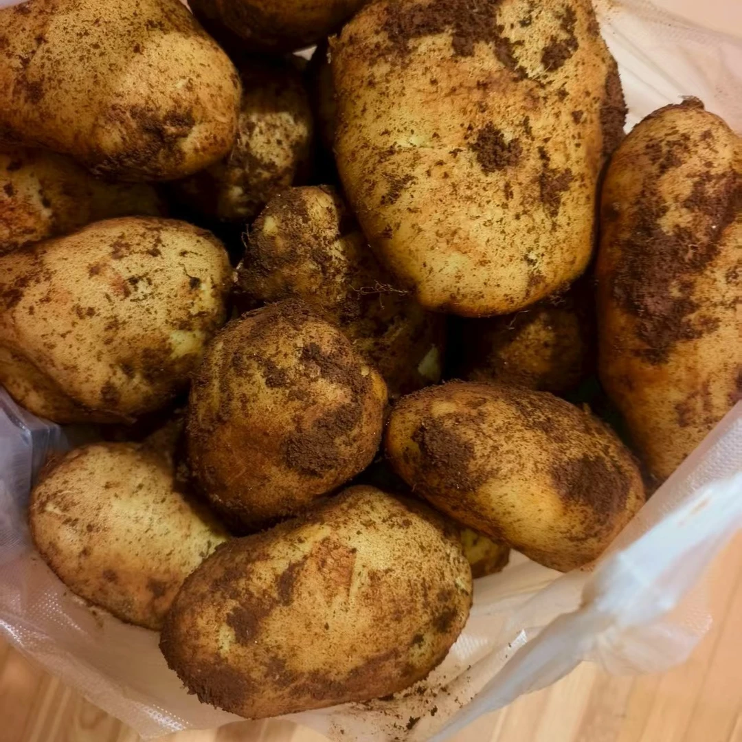 【小时候的味道】云南会泽高山新鲜现挖黄心土豆（中果大果混装）