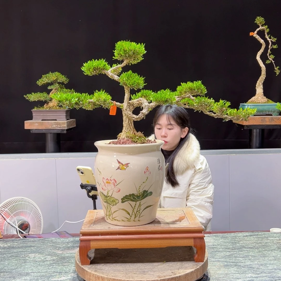 绿植黄杨盆景楚*盆景