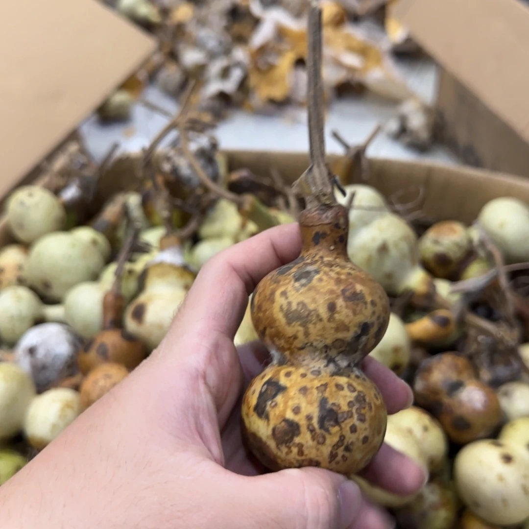 豐***年葫芦青皮不包成青皮不包成