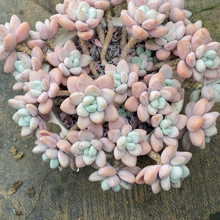 猫***帽多肉植物一物一拍