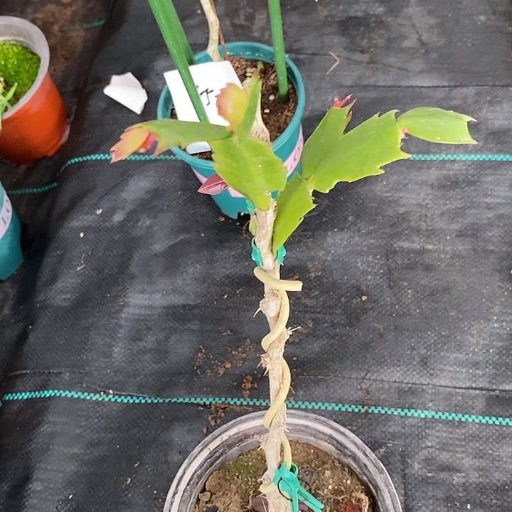 煜*068叶仙嫁接蟹爪兰一物一拍