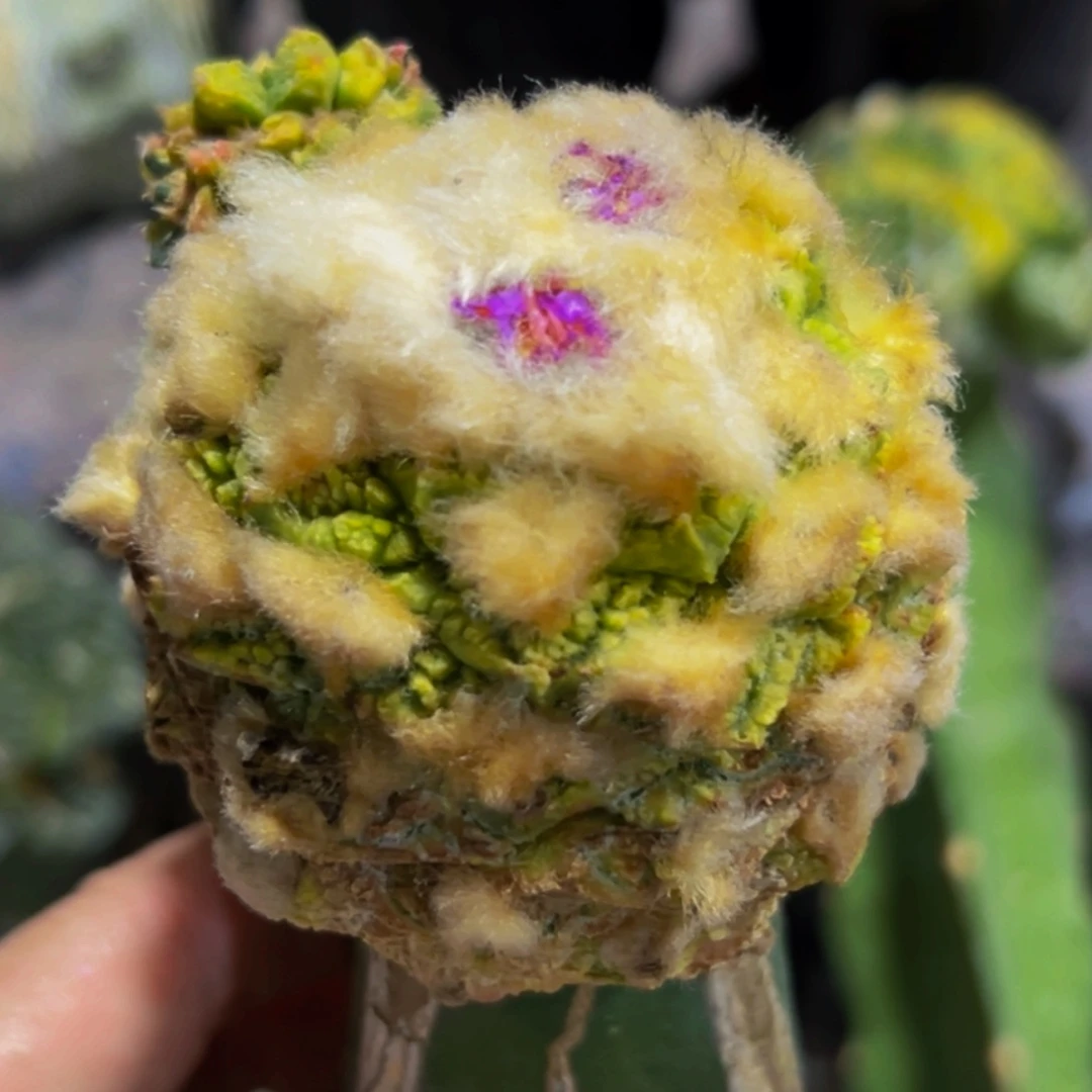 无花朵福利老龟甲牡丹锦612