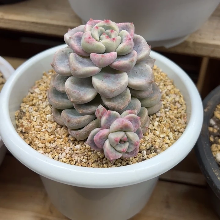 顽皮熊 带侧芽 不单独发货