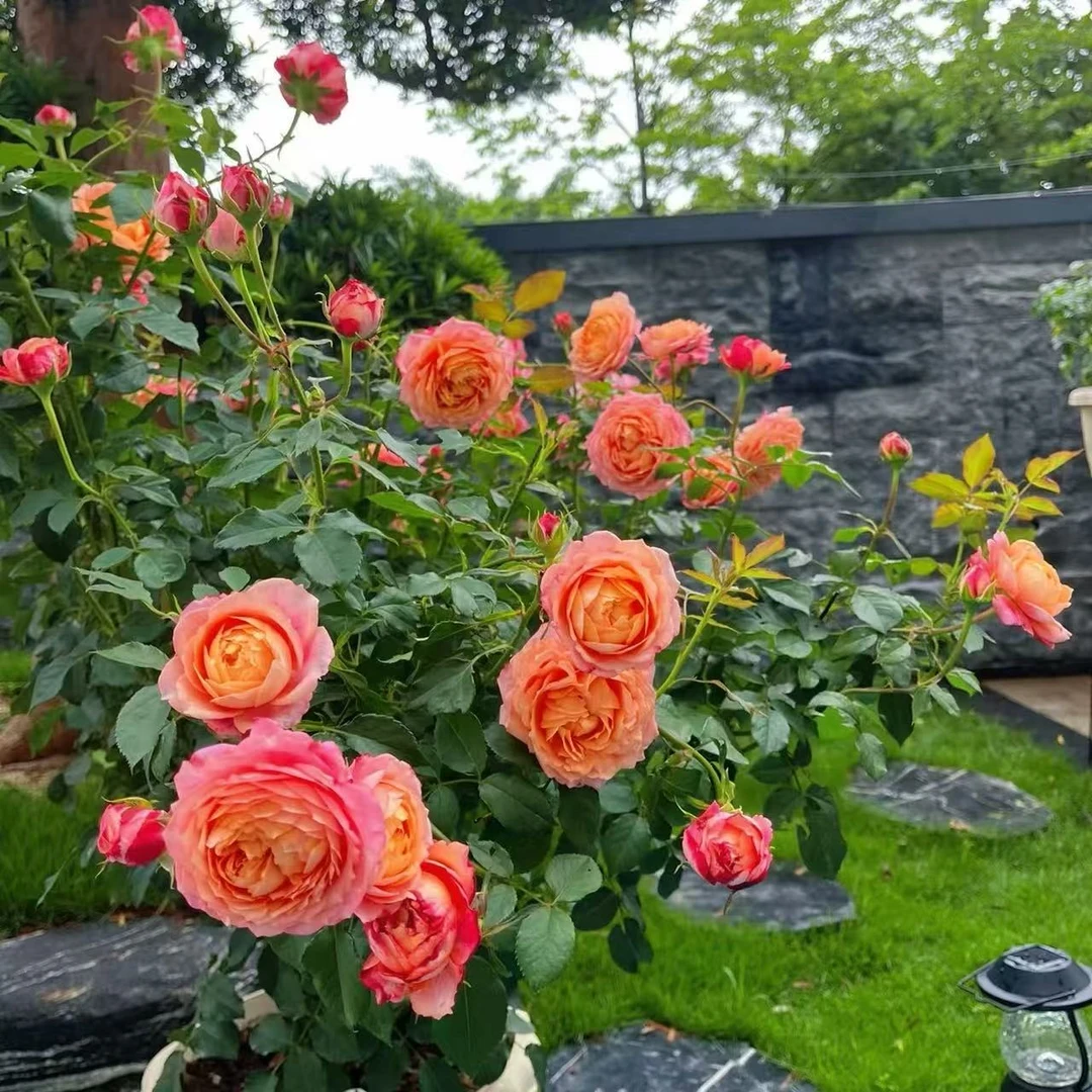 【大花美人】复色浓香大花丰花四季开花南北方室外阳台庭院盆栽地栽