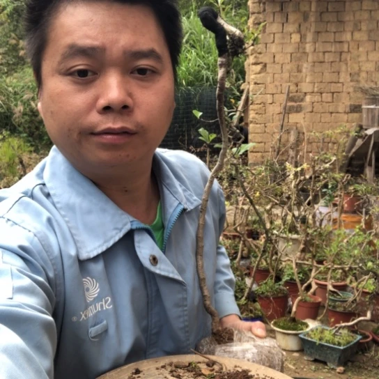 无花朵盆景盆栽植物（不包成活率，不退不换）