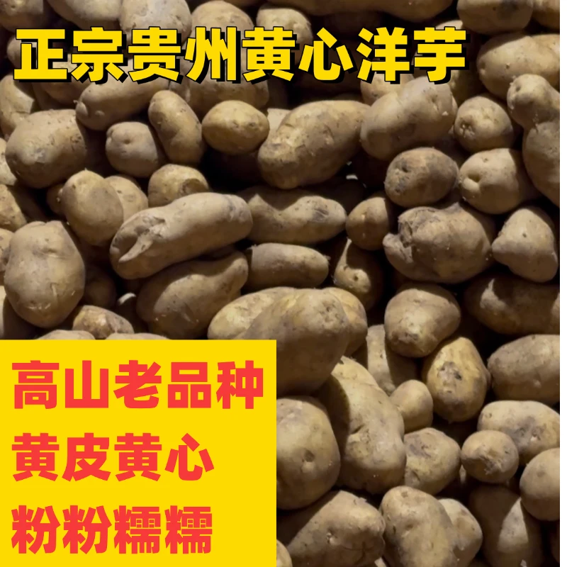 贵州老高山黄皮黄心洋芋一年一季农家肥种植