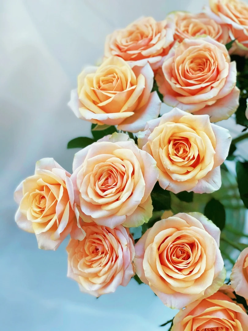 【向云端】迪威娜-单头玫瑰