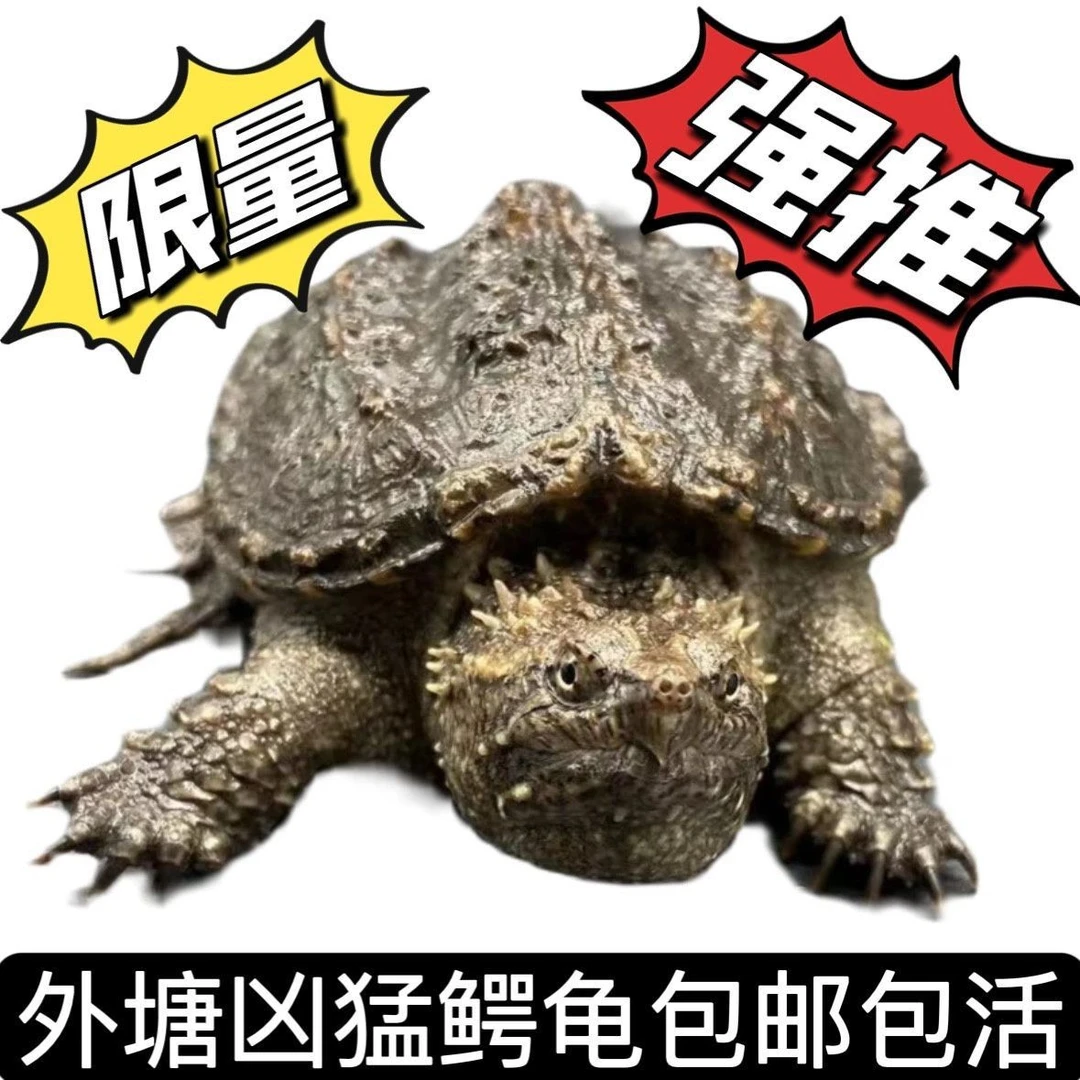 开播福利，新人特惠2025佛鳄龟苗