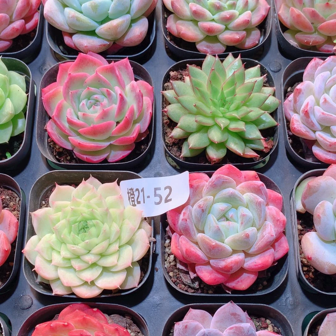 21-52一物一拍多肉带盆16颗