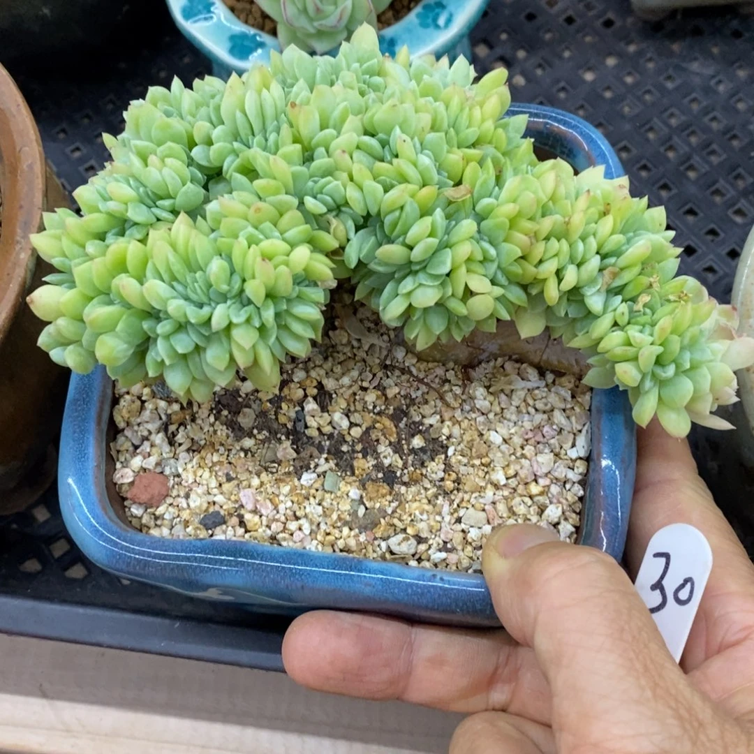 精品多肉一物一拍不包整30