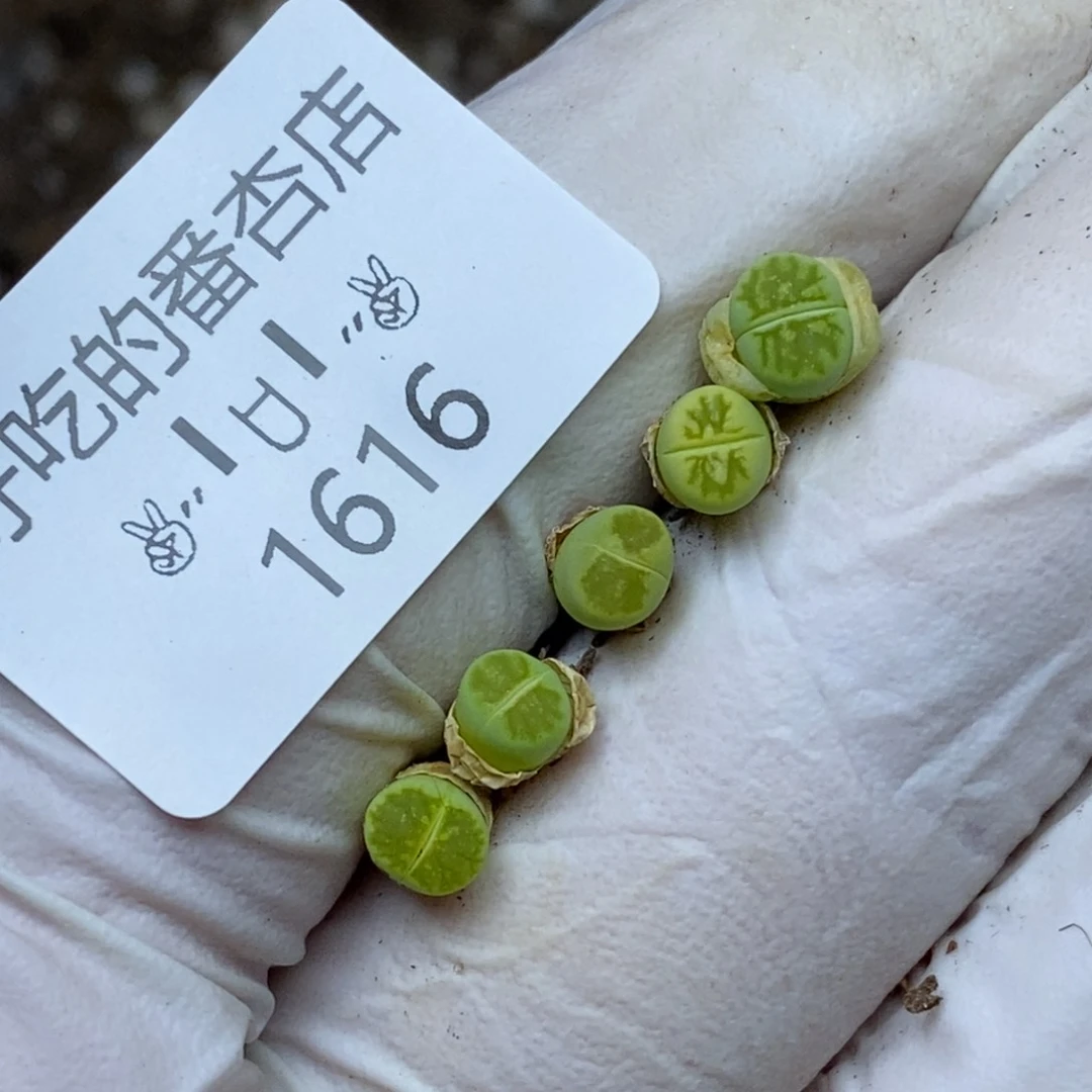 1616。很小很小的绿菊。