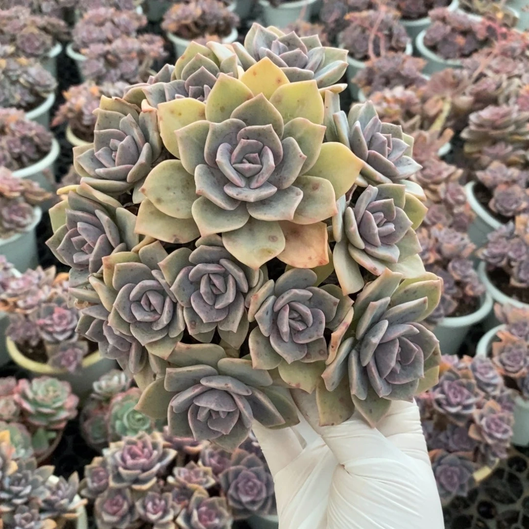 4048彩虹糖锦一物一拍