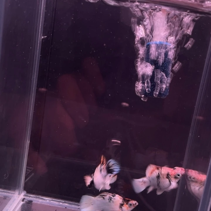 精品红头斑马1对,