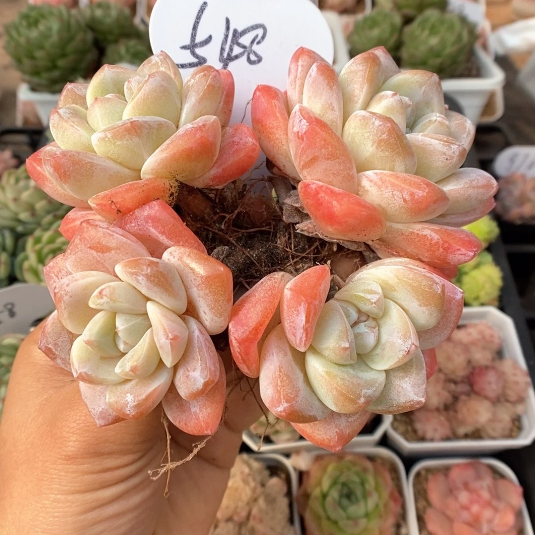 栗***腿草莓冰玉群生548号。