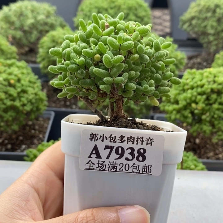 美***声蜜橘糖球7938枝干番杏