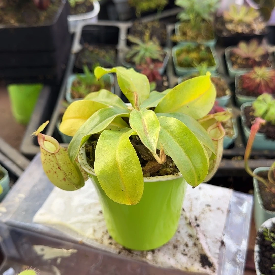 完全开放虎克猪笼草