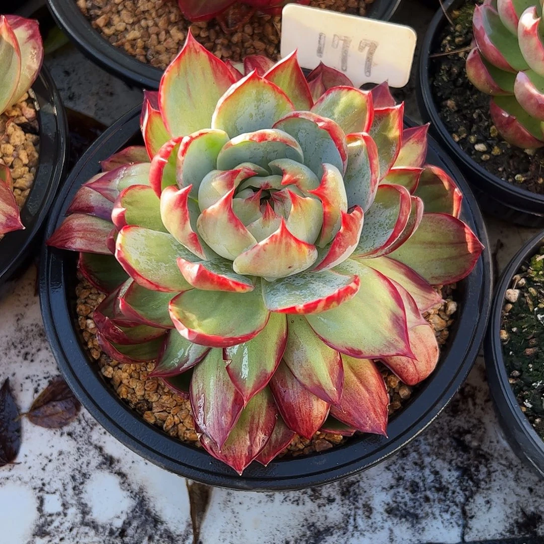 怀***兮惊鸿仙子一物一拍177号