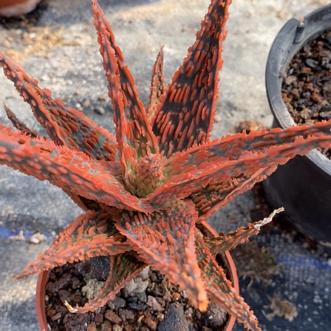 园艺芦荟植播园艺