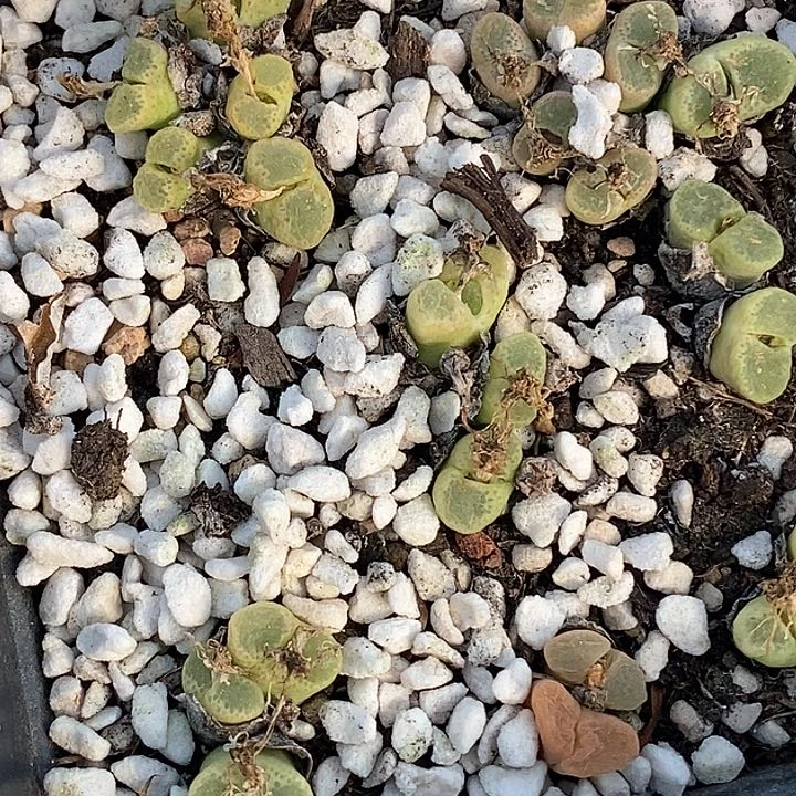 桃喜花园0205-65风铃大大大大福利