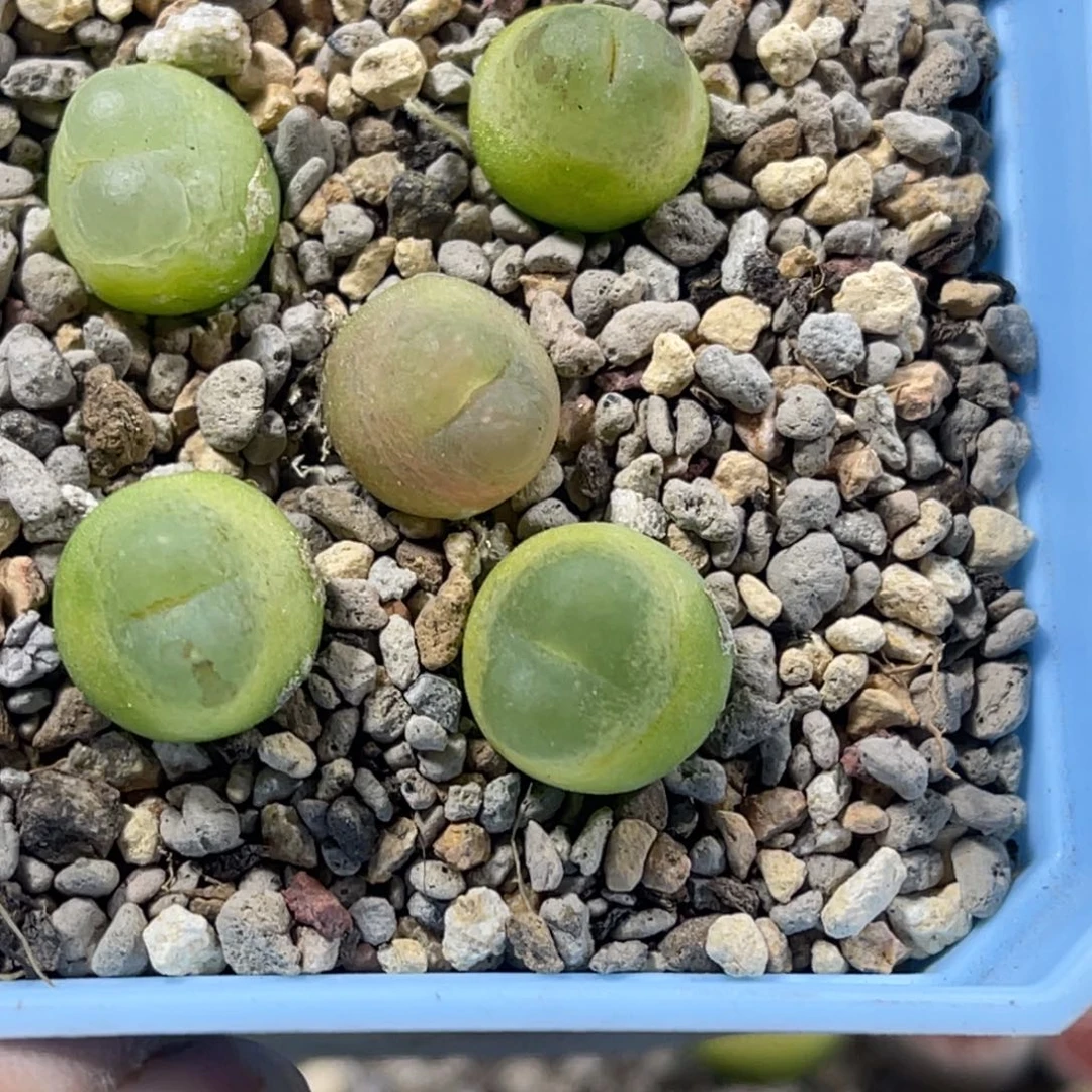 3039拉登5颗尺寸1.2