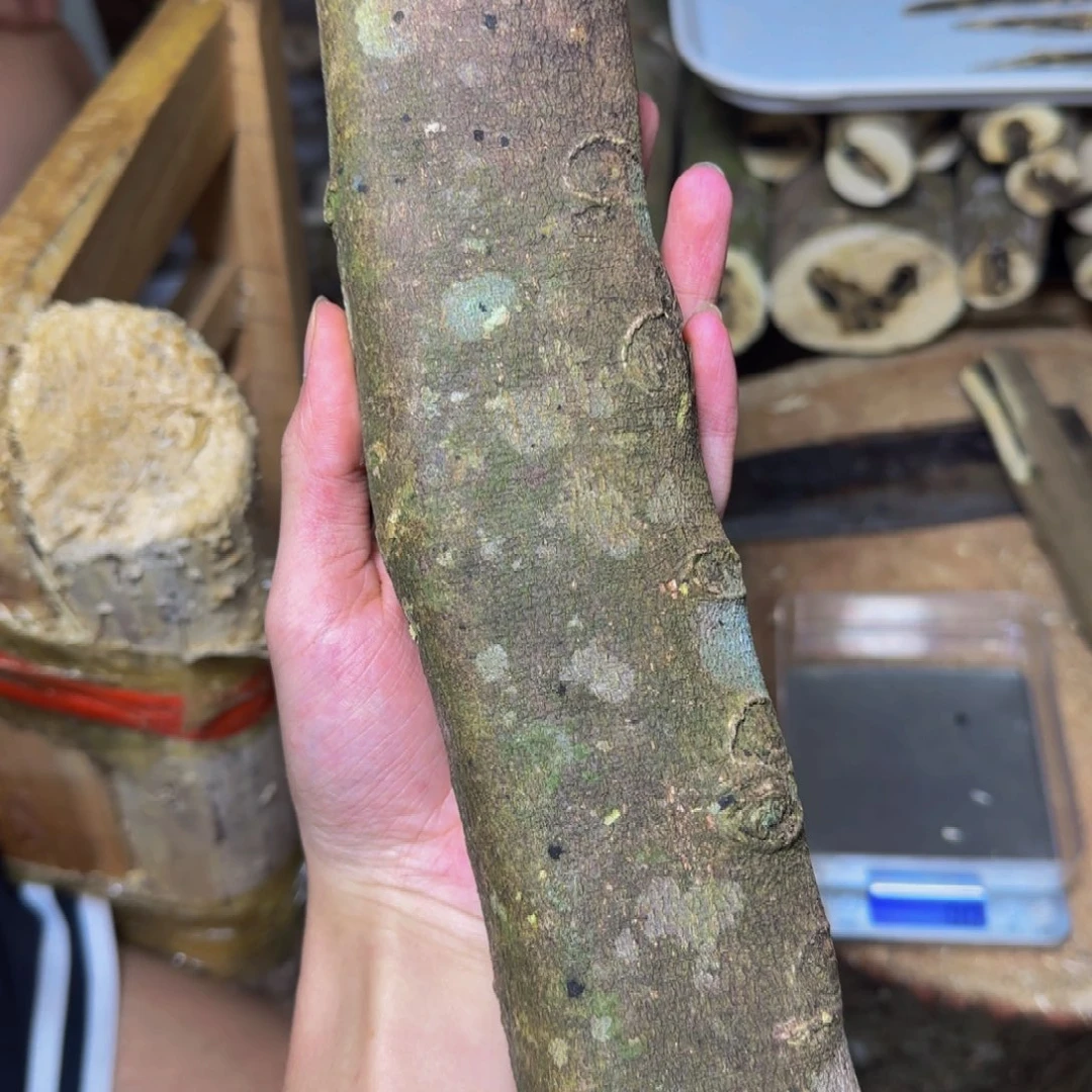 吴***虑沉香黑奇虫漏原木发一份