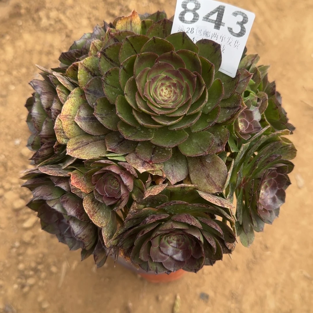 843号万拉丝母本清棚不包损