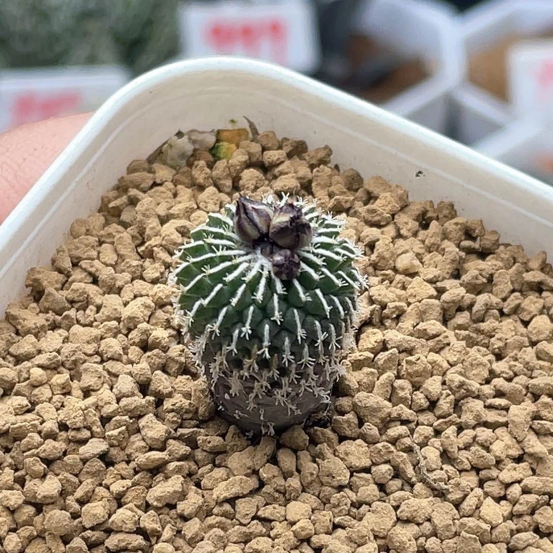 实生刺缀精巧殿仙人球