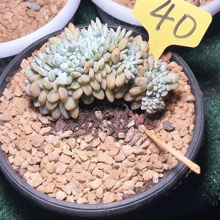 星影小树40号码牌子的话