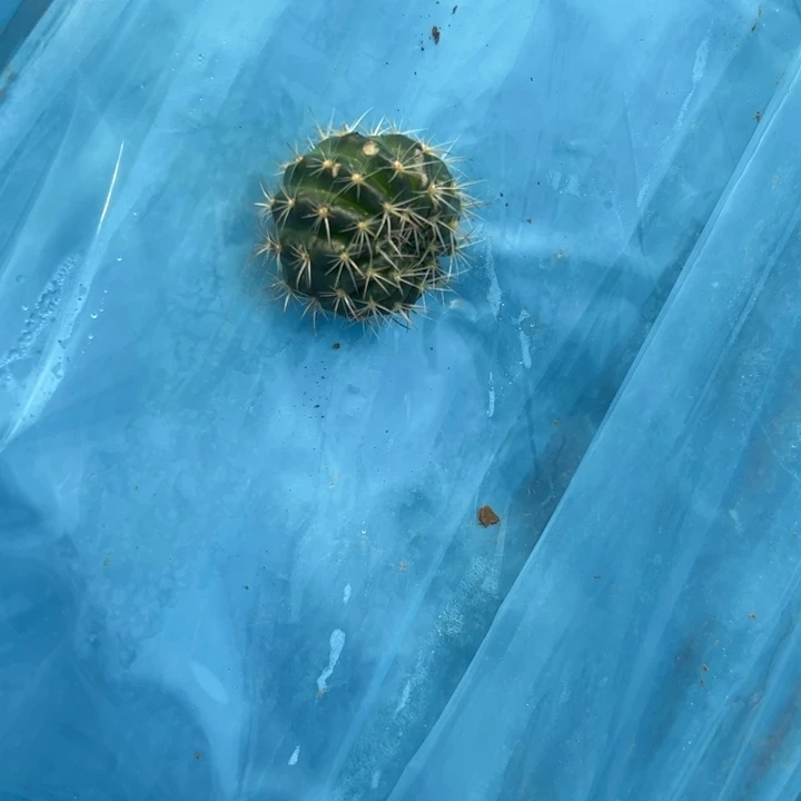 36混荷花歪无根侧芽3公分左右20包邮
