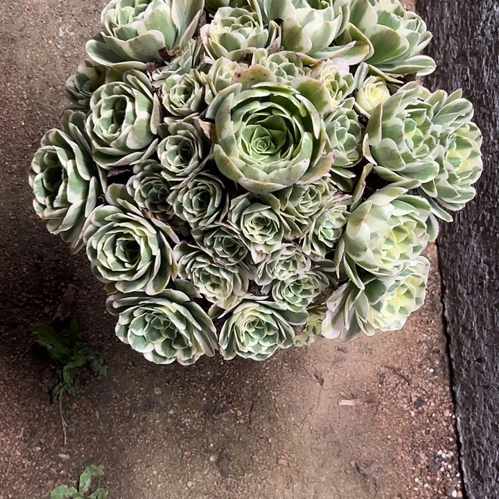 多肉植物迈巴赫锦……