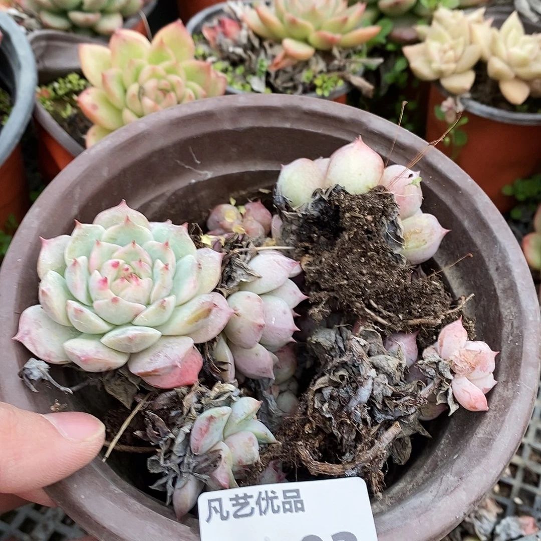 B03一物一拍满9.9包邮