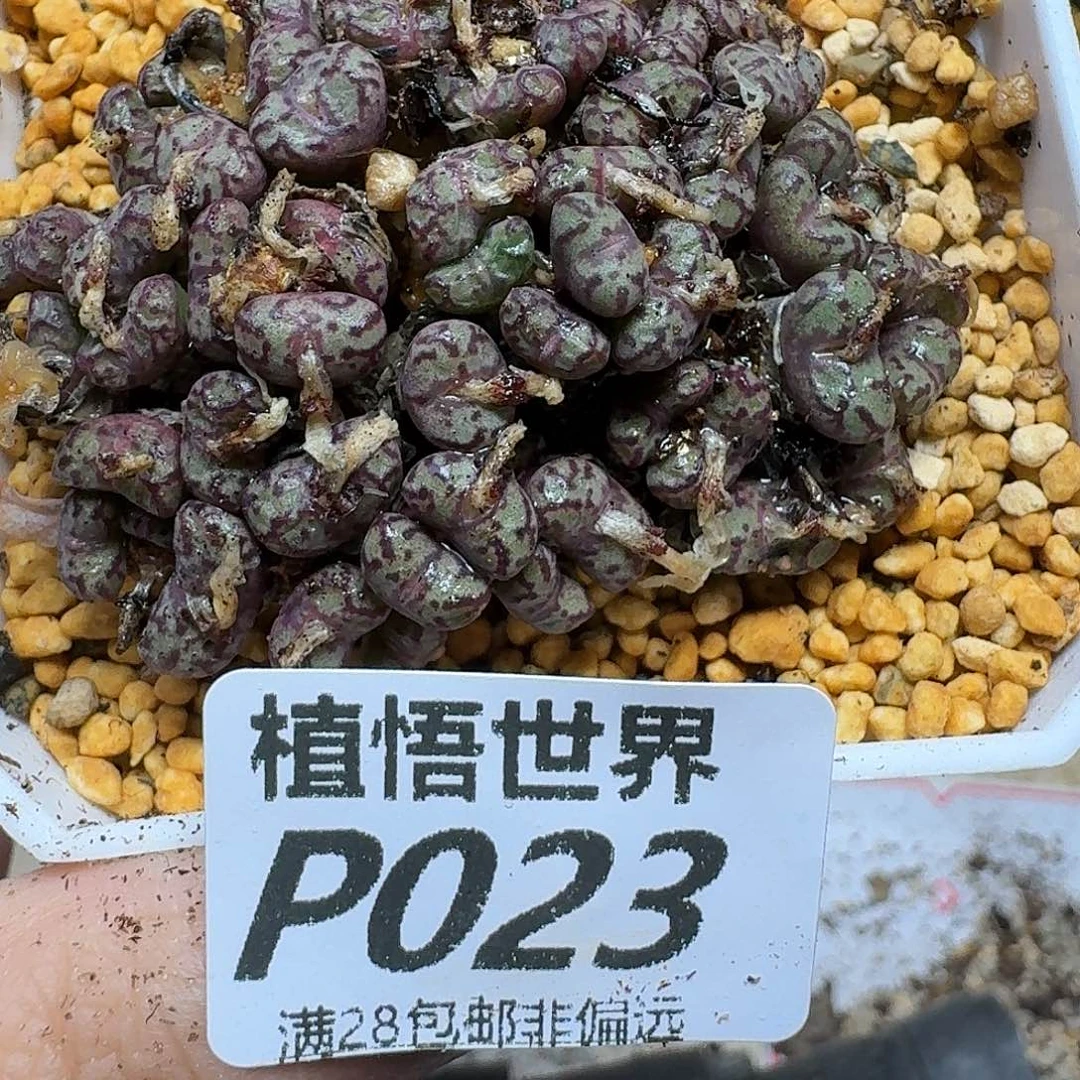 多肉植物的人生fhjm