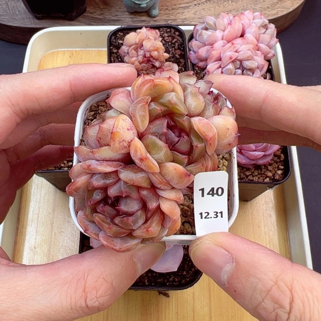 好好看140、哈哈哈哈