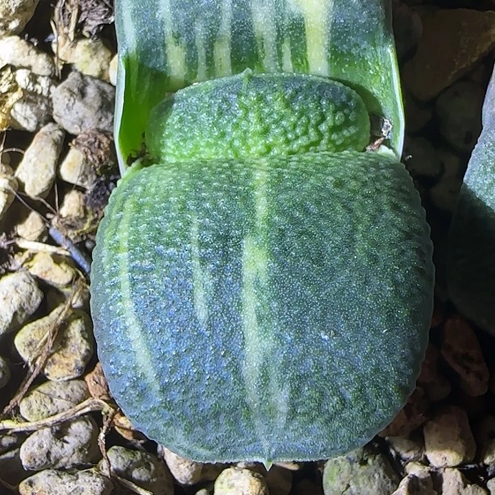 卧牛锦实生亚成株特价款