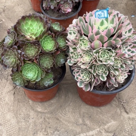 007多肉植物组合，