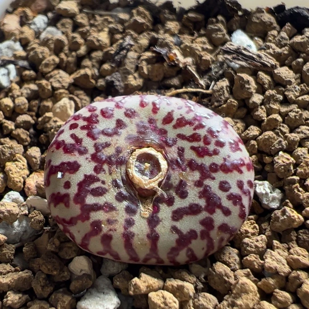 313多肉植物百科植物