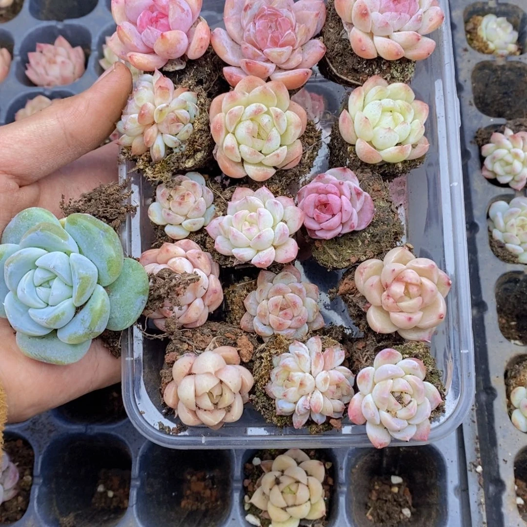 春泥家框拍链接T53