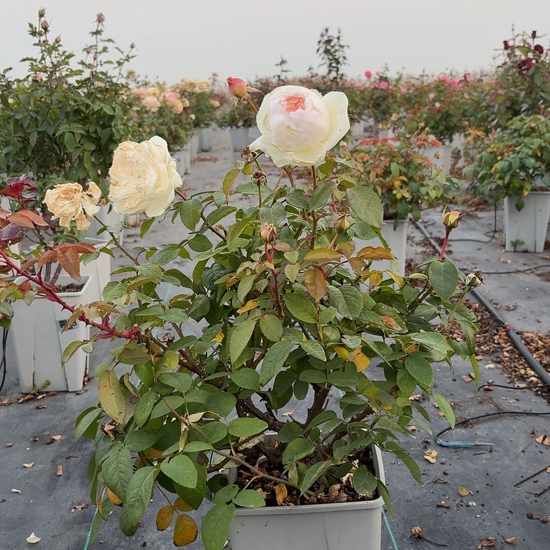 当前无花朵，栽培后可花朵368