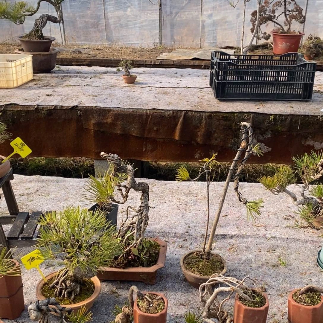 红陶小**学松树等经济作物和