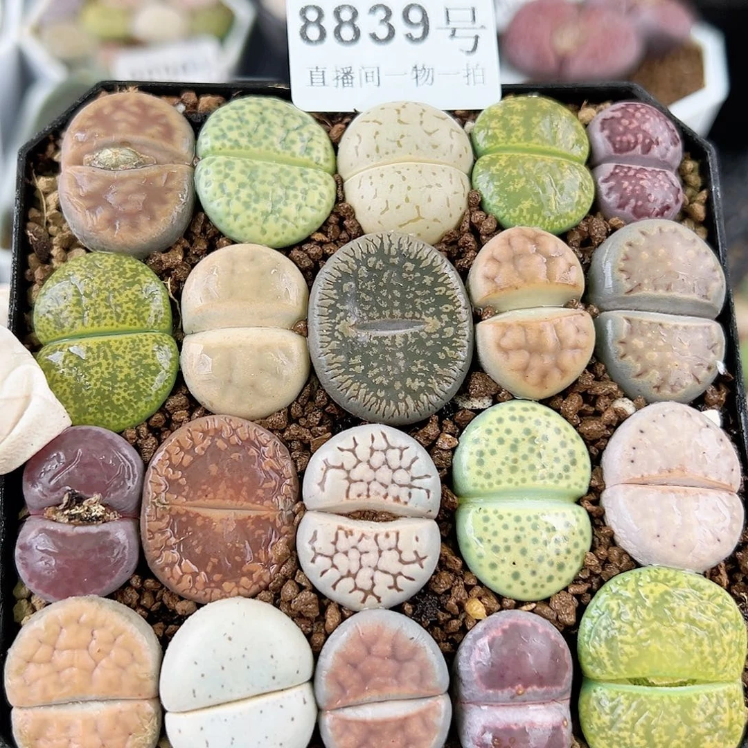 8839 好养易活生石花大母本10cm盆