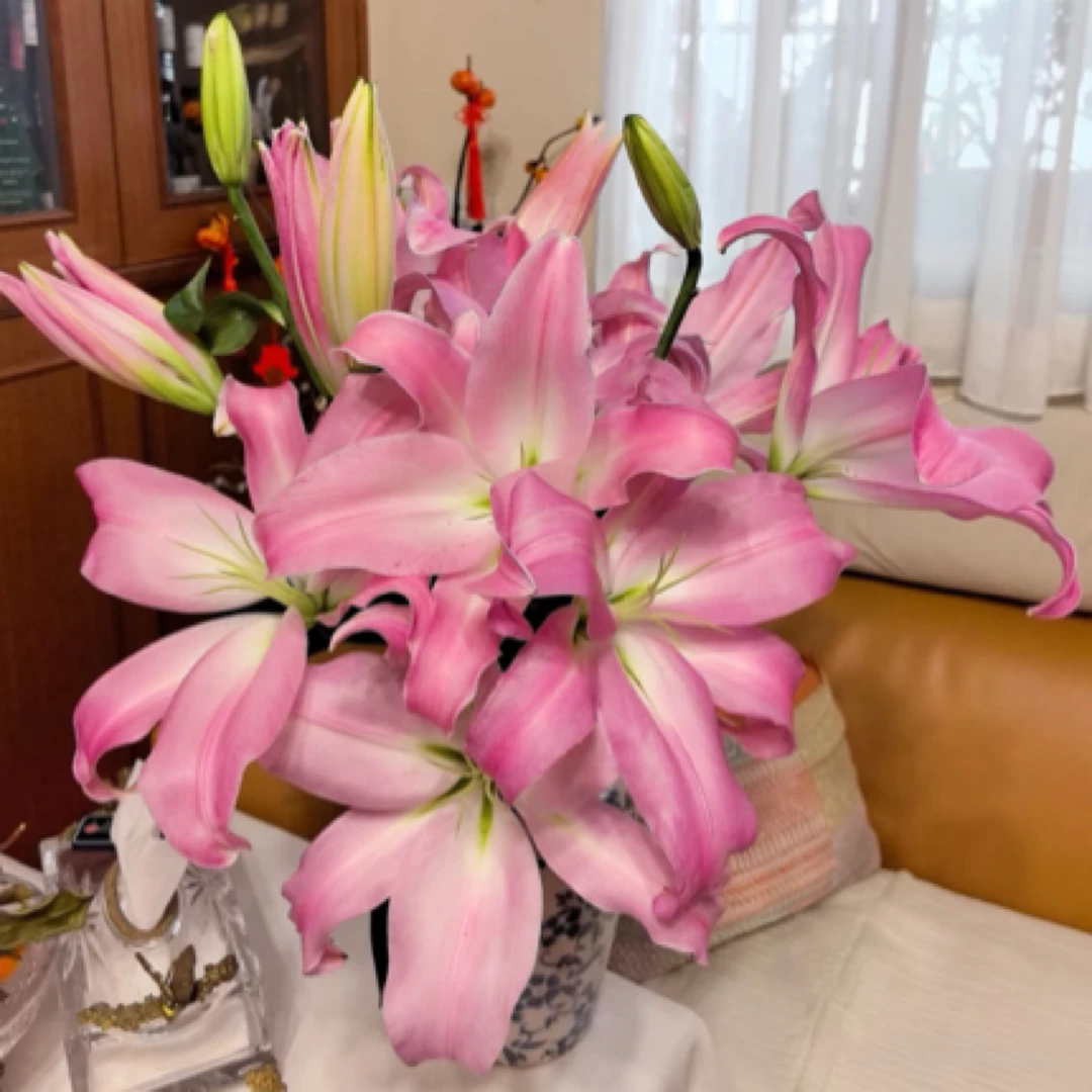 【云南昆明源头基地优选】星光香水百合鲜花0°以下请拍保温