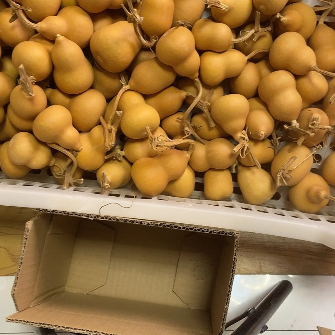 一****?胖墩葫芦50个啊啊啊啊啊