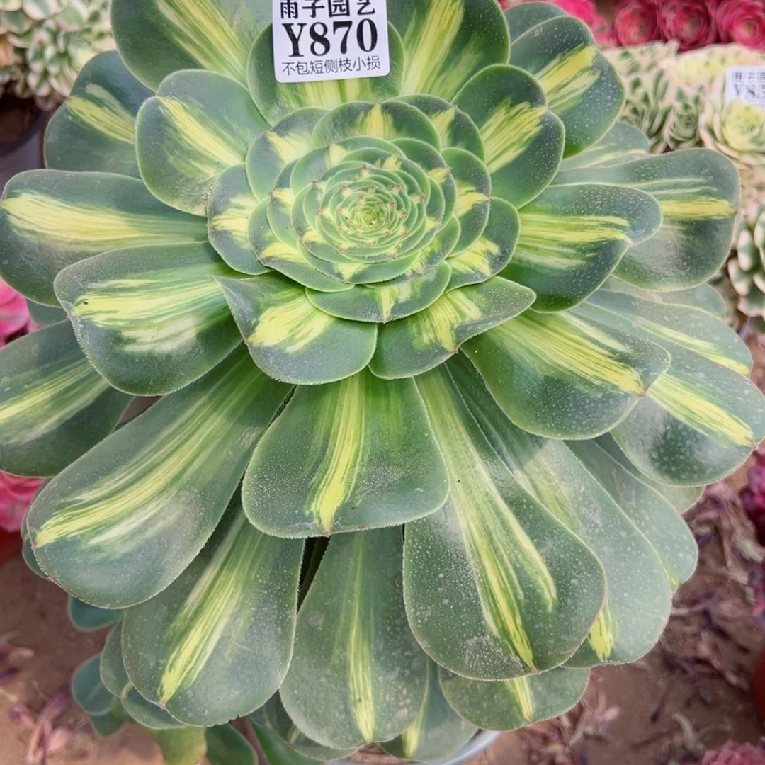 870爆君尺寸25左右