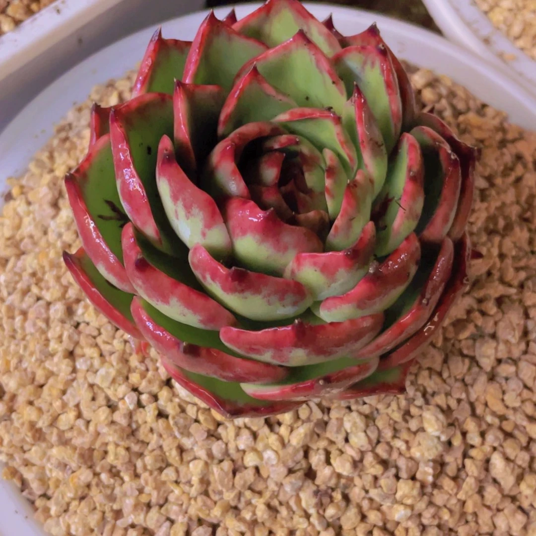 惊鸿仙子一物一拍