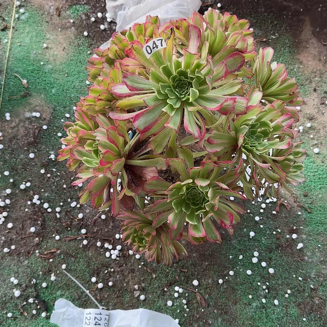 墨***肉多肉植物凌波变异047