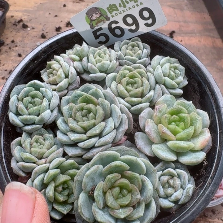 多肉植物多肉植物