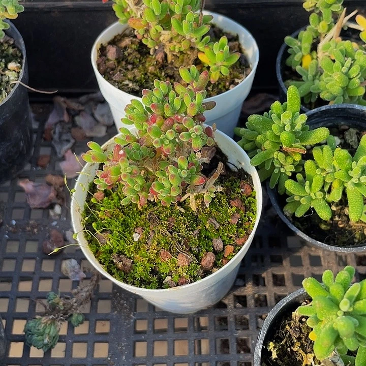 枝干红宝石带盆土发