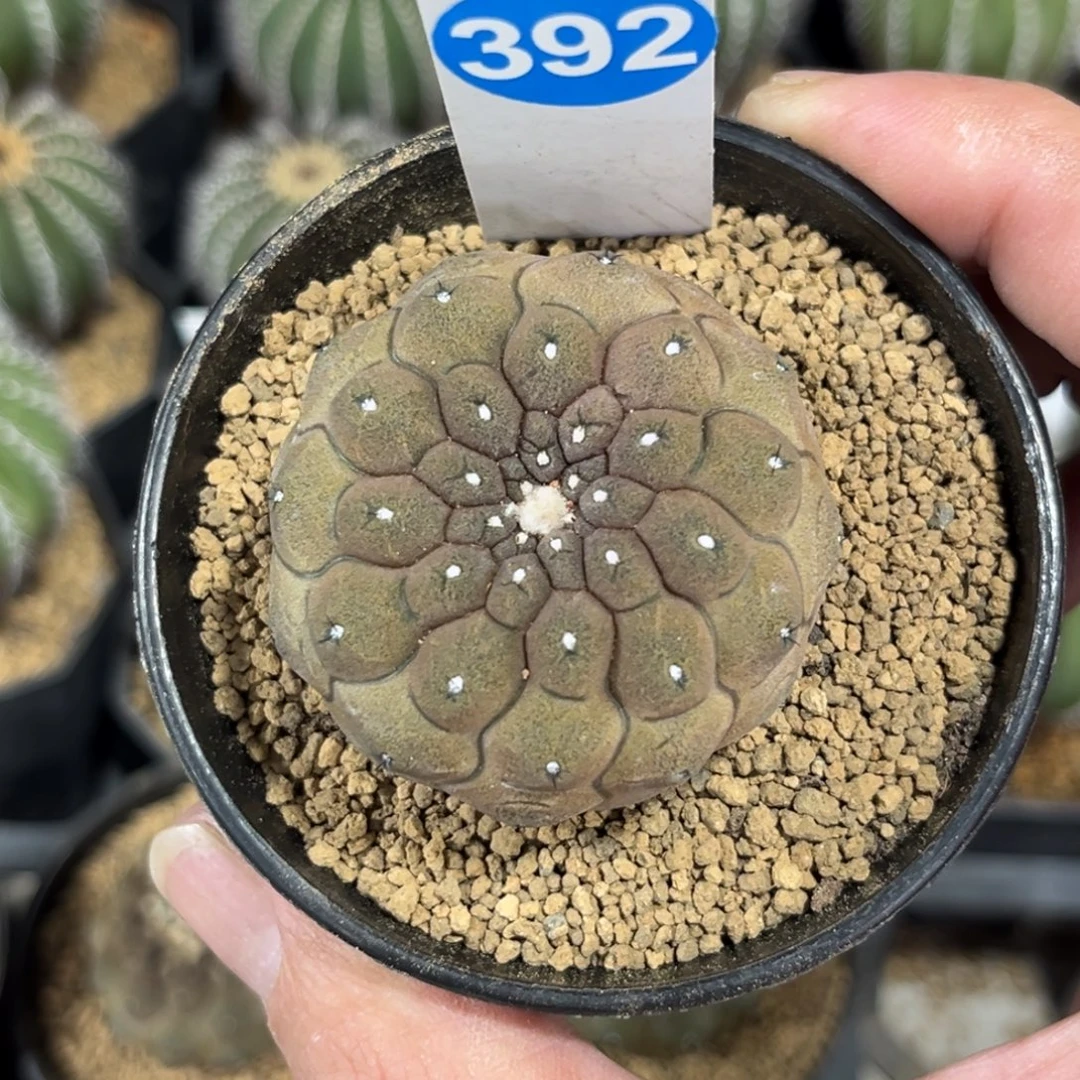 392实生蜥蜴皮一物一拍